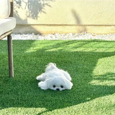 溜溜球(只回口令)'s profile picture