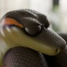 snek3d profil fotoğrafı