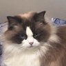memeyi profil fotoğrafı