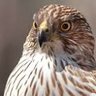 hawkeyeheritage profil fotoğrafı