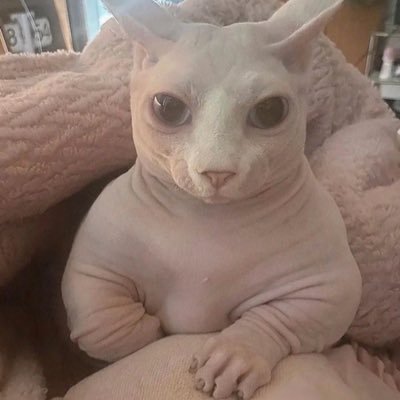 bob's profile picture