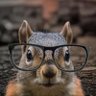 Squirrel with Glasses 𓅃🎧🪩 profil fotoğrafı