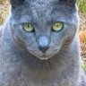 Chops profil fotoğrafı
