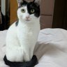みるくまめ profil fotoğrafı