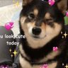 Shibao Inuyama's profile picture