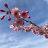 Фото профиля さくら