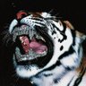 Bharat Kasera's profile picture