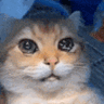 CYBER_BULLY's profile picture