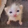 Фото профиля Толя Ⓐ