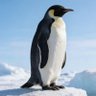 TutaMaestro profil fotoğrafı