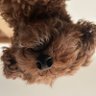 Profilbild von うにれもん
