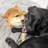 Profilbild von Avy & Rex ＠柴犬♀& ラブラドール♂