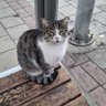 Selin profil fotoğrafı