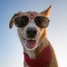 Dog (Dogesh bhai)🦴's profile picture