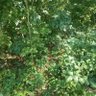 Фото профиля Missing the Forest