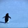 yalnız penguen 的头像
