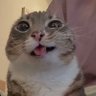 Hu Kim's profile picture