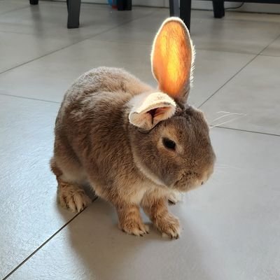 Jules ROGÉ 💸's profile picture