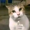 Profilbild von kucing galak