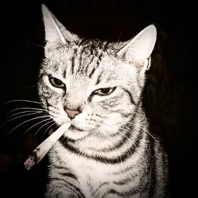 bushsoftware's profile picture