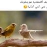 Profilbild von رأي مواطن