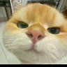Ashu 4316 profil fotoğrafı