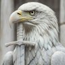Bold_Eagle33 的头像