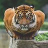 SevLfc's profile picture