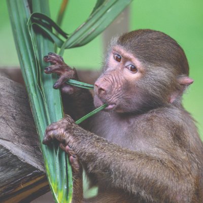 Oakland Zoo's profile picture