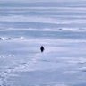 Nietzschean Penguin ✯ profil fotoğrafı