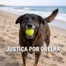 Advogados Cuidadores e Defendores de Animais🐕's profile picture