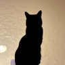 ♡ねこさん♡ profil fotoğrafı