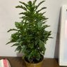 Profilbild von Planta da casa da Thays