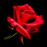 روح الحياه profil fotoğrafı