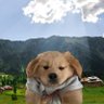 GioFoo profil fotoğrafı