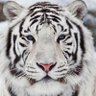 Profilbild von White Tiger🇺🇸