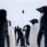 Profilbild von 🇹🇷penguin🇹🇷