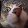 funkyrat99's profile picture