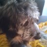 Lucille's profile picture
