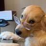 Your Daily Dopamine's profile picture