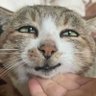 Kucing Ngelmu 的头像