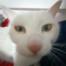 苏打墨's profile picture