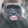Profilbild von Judith Powers Shockley