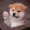 Profilbild von まさきちえ