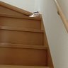 nuko profil fotoğrafı