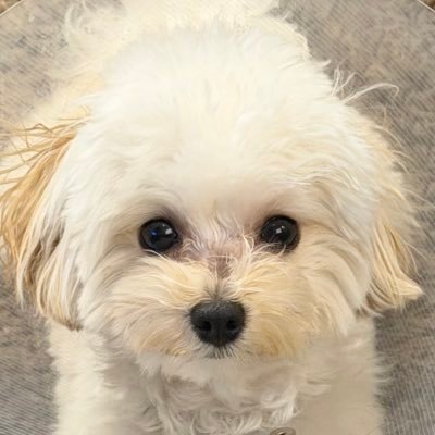 𝙢𝙪𝙜𝙞's profile picture