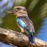 Ridgy-Didge Aussie 🇦🇺🤝🇳🇿 profil fotoğrafı