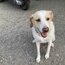 belka profil fotoğrafı