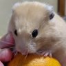 はむたゃんず profil fotoğrafı