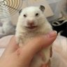 Фото профиля 魚丸.🐹